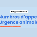 🐾 Animaux errants, sauvages, perdus, blessés ou maltraités : Que faire ?
