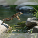 Attention aux batraciens en migration !